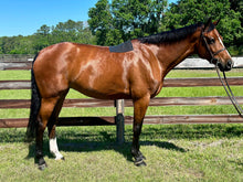 Load image into Gallery viewer, PRO4MANCE | Non-Slip Saddle Pad (Black)