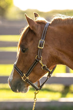 Load image into Gallery viewer, Huntley Equestrian Fancy Stitched Adjustable Premium Leather Pony Halter with Brass Hardware