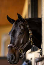Load image into Gallery viewer, Huntley Equestrian Fancy Stitched Premium Leather Padded Halter