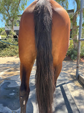 Load image into Gallery viewer, Mane & Tail Detangling Spray Calendula & Chamomile - The Ultimate