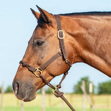 Load image into Gallery viewer, DS26 Cashel Nylon and Rope Halter