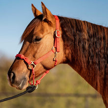 Load image into Gallery viewer, DS26 Cashel Nylon and Rope Halter