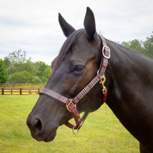 Load image into Gallery viewer, DS26 Jeffers Matching Horse Halter & Lead Rope 2 Piece Set, Full Size