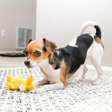 Load image into Gallery viewer, DS26 KONG Dr. Noyz X-Small Plush Dog Toys – Stuffing-Free, Soft Cuddle Toy with Removable and Extra Squeaker for Small Dogs