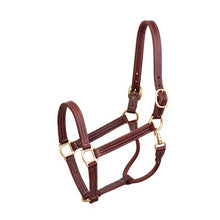 Load image into Gallery viewer, Perri's Halter Professional Show