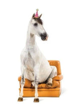 Load image into Gallery viewer, SOLDOUTHorse Birthday Card: Horse Sitting in Chair Chill.