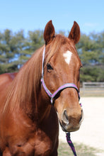 Load image into Gallery viewer, TuffRider Nylon Breakaway Halter &amp; Lead Rope Set
