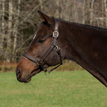 Load image into Gallery viewer, Henri de Rivel Pro Fancy Padded Rolled Throat Triple Stitched Halter
