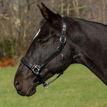 Load image into Gallery viewer, Henri de Rivel Pro Fancy Padded Rolled Throat Triple Stitched Halter
