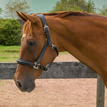 Load image into Gallery viewer, Henri de Rivel Stress Free Halter With Fancy Contrast Stitching
