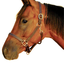 Load image into Gallery viewer, 1" Triple Stitched Halter w/Solid Brass Hardware
