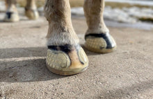 Load image into Gallery viewer, EasyCare EasyShoe Versa Grip Glue
