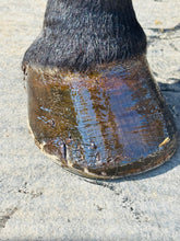 Load image into Gallery viewer, Horse Hoof PASTE &amp; brush applicator 16 oz
