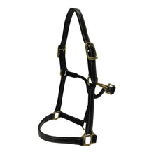 Load image into Gallery viewer, Huntley Equestrian Fancy Stitched Adjustable Premium Leather Pony Halter with Brass Hardware
