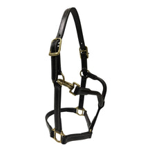 Load image into Gallery viewer, Huntley Equestrian Fancy Stitched Adjustable Premium Leather Pony Halter with Brass Hardware
