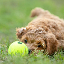 Load image into Gallery viewer, DS26 Air KONG Squeaker Tennis Balls for Dogs
