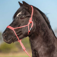 Load image into Gallery viewer, DS26 Cashel Flat Braid Pony Halter
