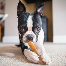 Load image into Gallery viewer, DS26 Dogginstix Bully Stick Dog Chew, All-Natural, Grass-Fed Beef, Odor-Free
