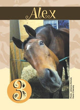 Load image into Gallery viewer, Horse Card Game: Go Graze Card Game
