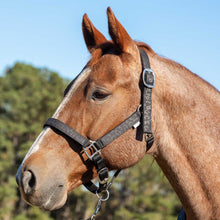 Load image into Gallery viewer, DS26 Jeffers Matching Horse Halter &amp; Lead Rope 2 Piece Set, Full Size
