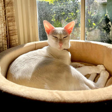 Load image into Gallery viewer, DS26 K&amp;H Pet Products Thermo-Kitty Bed Indoor Heated Cat Bed – Safe, Energy Efficient &amp; Washable
