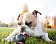 Load image into Gallery viewer, DS26 KONG Extreme Treat-Stuffing Dog Toy for Power Chewers

