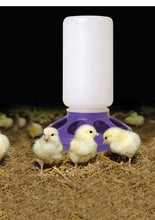 Load image into Gallery viewer, DS26 Little Giant 1 Quart Chicken Feeder &amp; Waterer – Plastic Screw-On Jar &amp; Base (Sold Separately)
