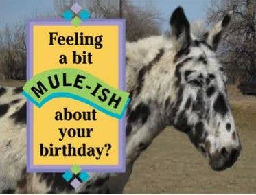 Mule Birthday Card: Feeling a Bit Mule-ish About Your Birthday?