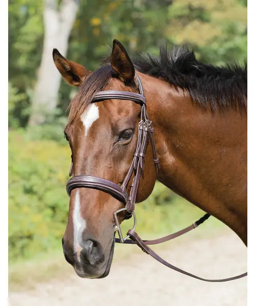 Avignon Wellington Bridle 50002