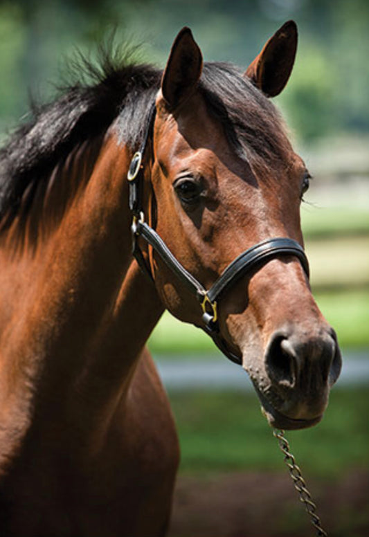 492 Premium 5/8” Padded Leather Halter