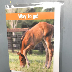 Greeting Cards